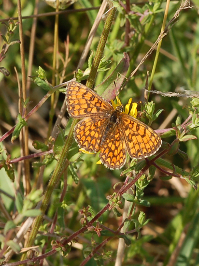 Nymphalidae  - Melitaea athalia